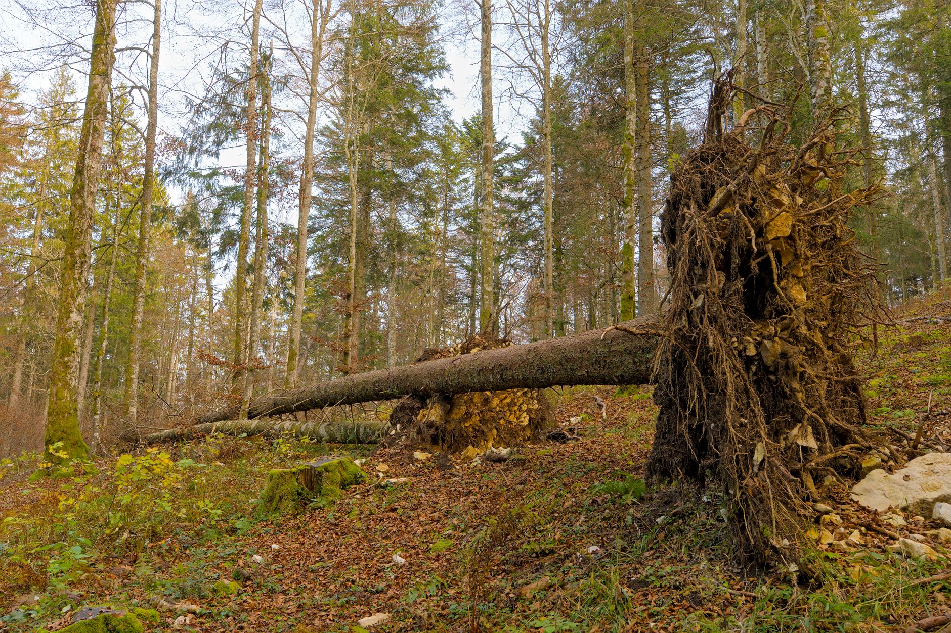 Enlèvement arbre urgence équipe à Soissons